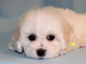 Созданы фотоальбомы щенков для продажи.