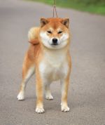 Отец