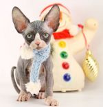 ����� ���� �.�.31.10.2025�. ������ �.������