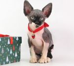 ������� ������� �.�.30.11.2025�. ������ �.�������