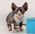 ������� ���� �.�.06.12.2025�. ��������