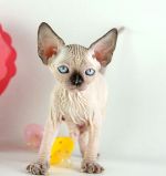 ������� ������� �.�.14.01.2026�. ��������