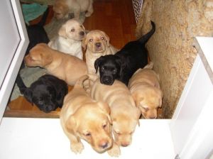 родились щенки лабрадора